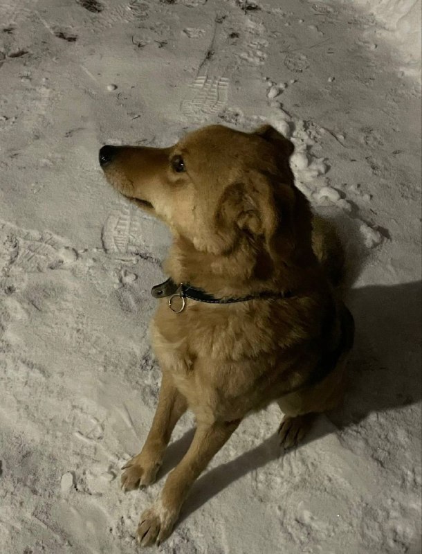 Lost ginger dog in Domodedovo — identification photo, lost & found pet database Pathfinder