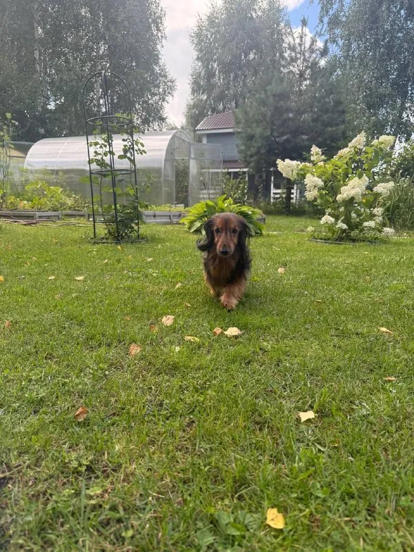 Lost brown dog, такса in Pavlovskiy Posad — identification photo, lost & found pet database Pathfinder
