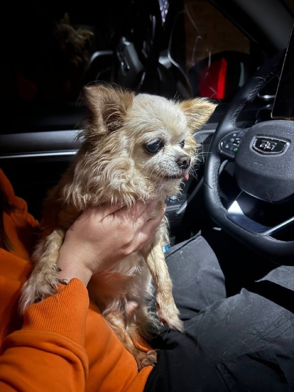 Found cream dog, чихуахуа, шпиц in Belyaninovo — identification photo, lost & found pet database Pathfinder