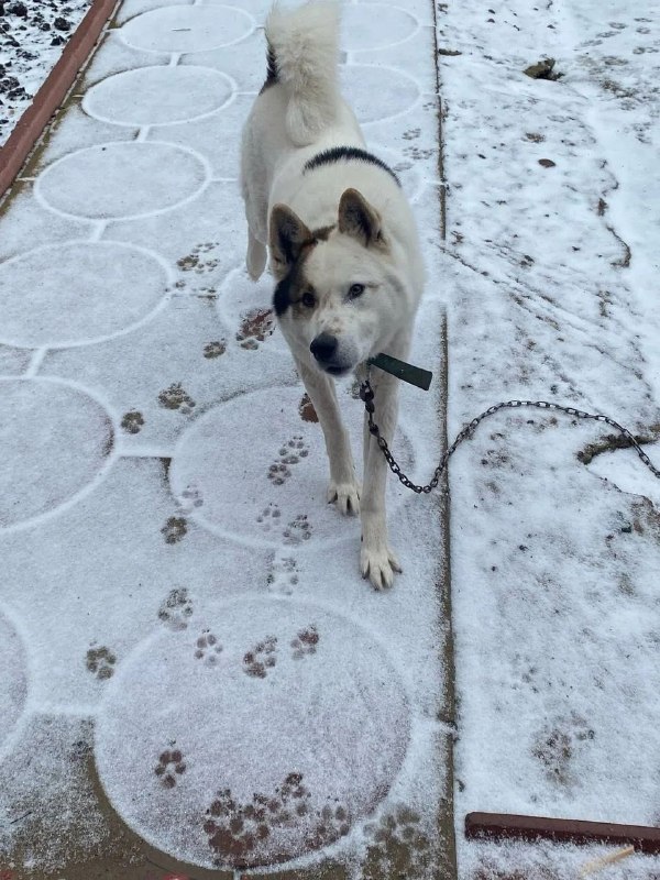Lost white dog, лайка in Kasimovo — identification photo, lost & found pet database Pathfinder