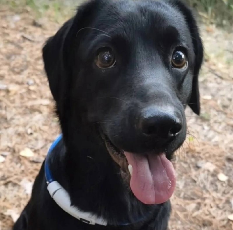 Lost black dog in Novoberezovskiy — identification photo, lost & found pet database Pathfinder