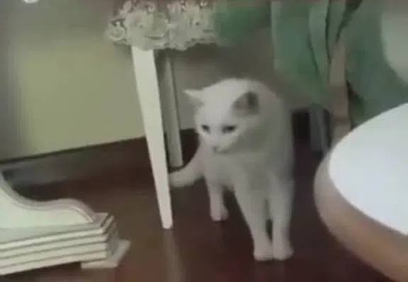 Lost white cat in Yekaterinburg — identification photo, lost & found pet database Pathfinder