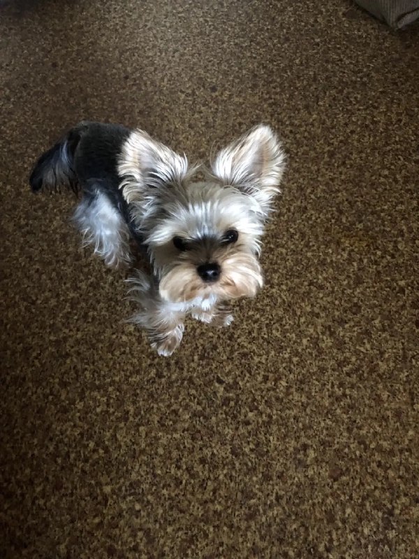 Lost dog, йоркширский терьер in Perm — identification photo, lost & found pet database Pathfinder