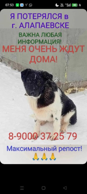Lost white dog in Alapaevsk — identification photo, lost & found pet database Pathfinder
