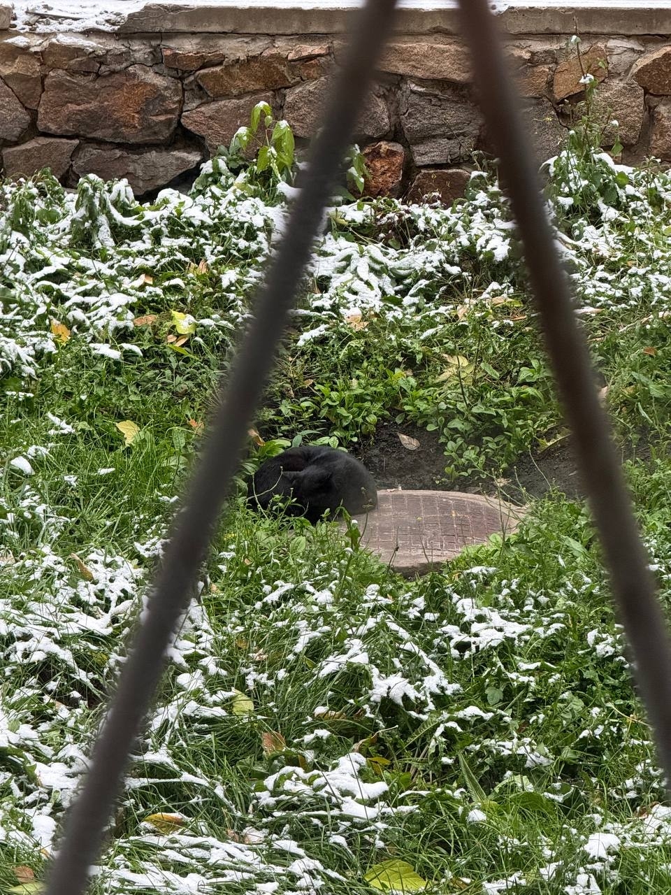 Found cat in Novosibirsk — identification photo, lost & found pet database Pathfinder