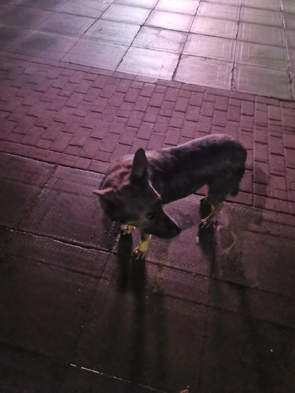 Found brown pet in Moscow — identification photo, lost & found pet database Pathfinder