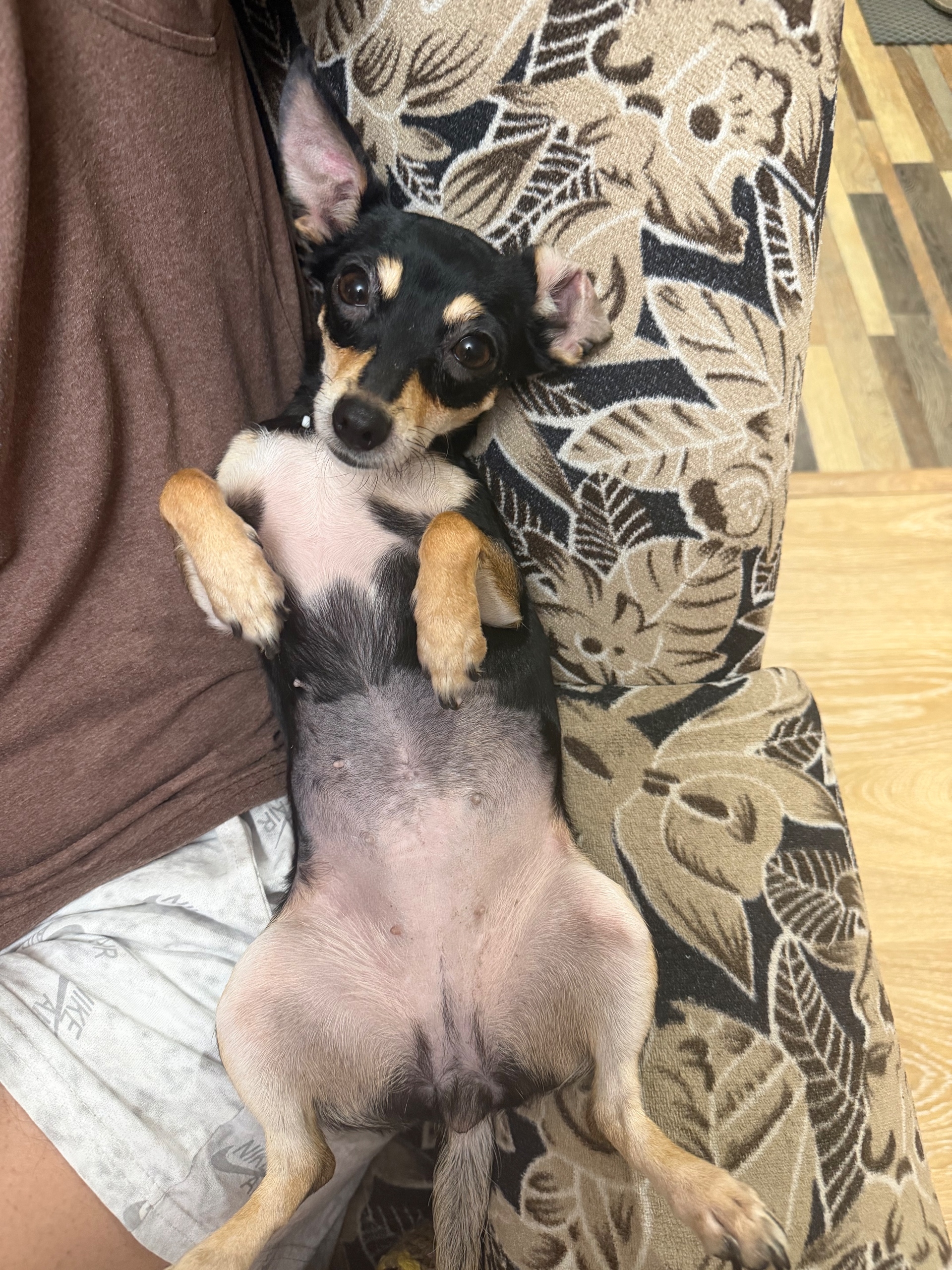 Lost white pet in Novosibirsk — identification photo, lost & found pet database Pathfinder
