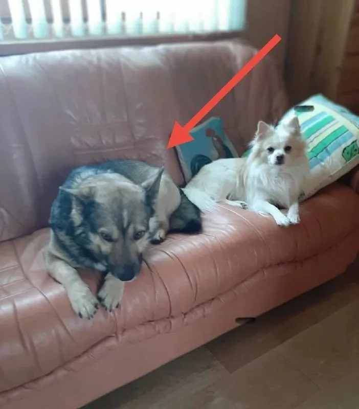 Lost dog, метис in Alabushevo — identification photo, lost & found pet database Pathfinder