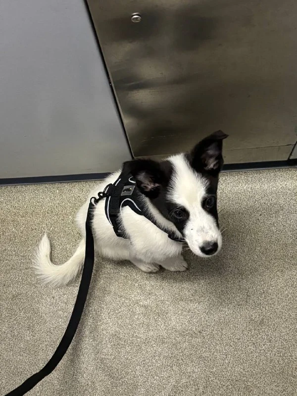 Lost dog in Omsk — identification photo, lost & found pet database Pathfinder