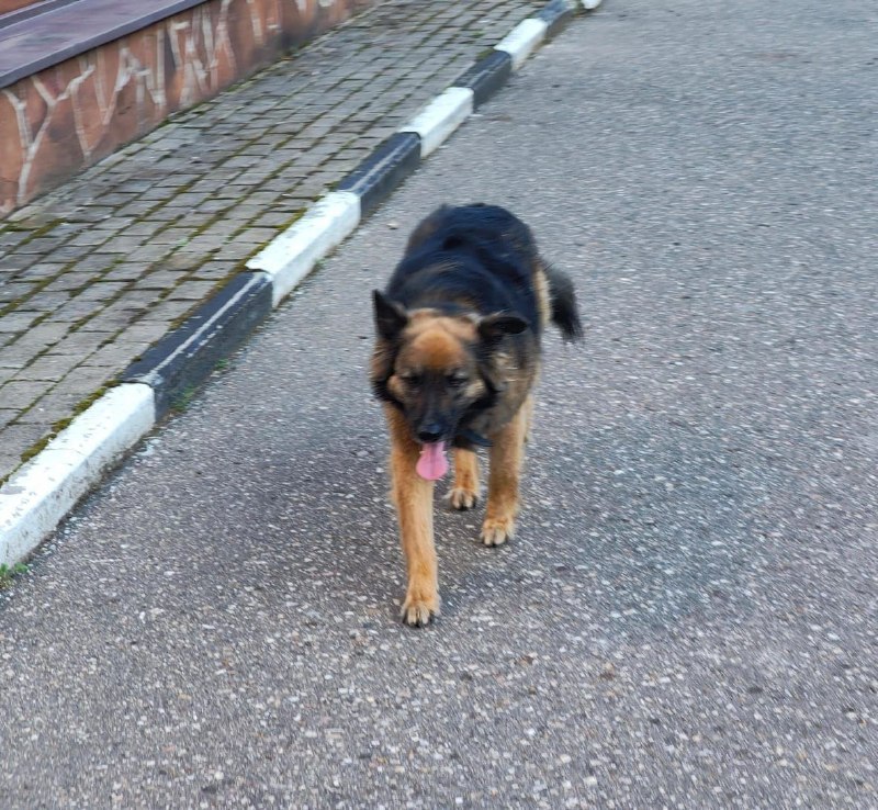 Lost brown dog in Vidnoe — identification photo, lost & found pet database Pathfinder