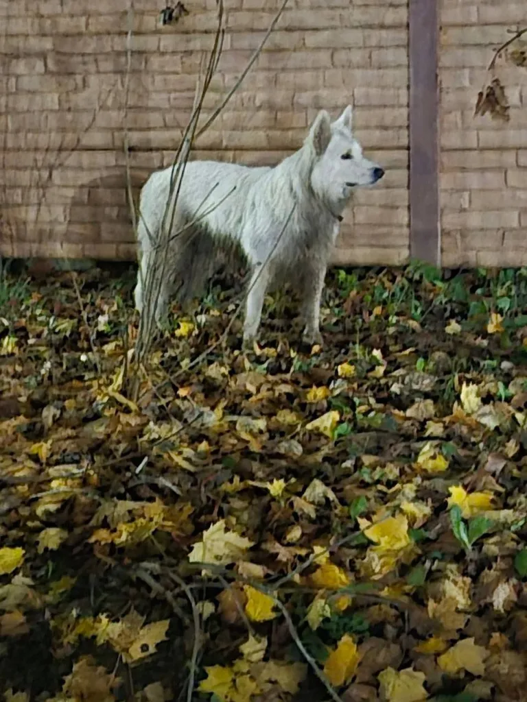 Found white dog, швейцарская овчарка in Pavlovskaya Sloboda — identification photo, lost & found pet database Pathfinder
