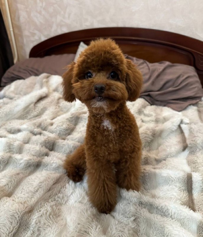 Lost brown dog, той-пудель in Shchelkovo — identification photo, lost & found pet database Pathfinder