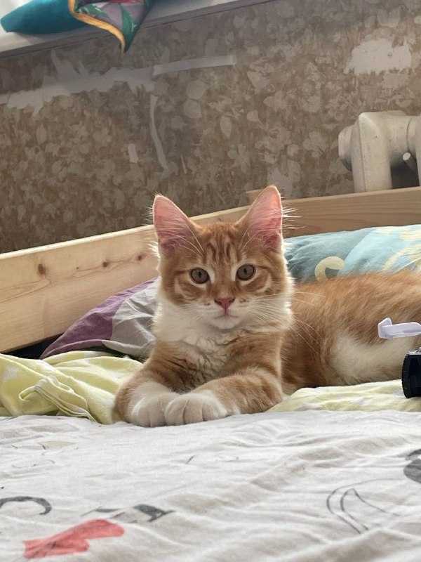 Lost cat in Omsk — identification photo, lost & found pet database Pathfinder