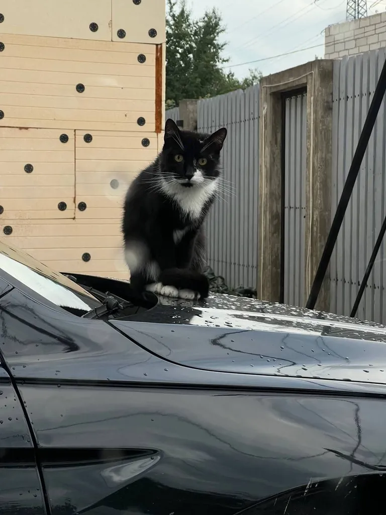 Lost black cat in Troitsk — identification photo, lost & found pet database Pathfinder