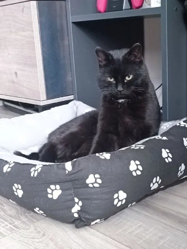 Lost black cat in Khimki — identification photo, lost & found pet database Pathfinder