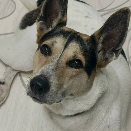 Lost white dog in Nizhniy Tagil — identification photo, lost & found pet database Pathfinder