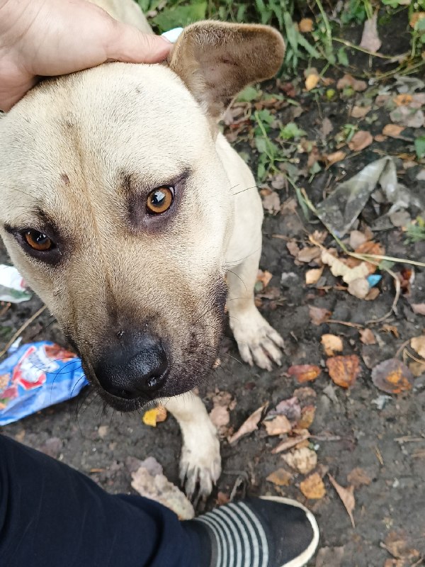 Found cream dog, питбуль in Timokhovo — identification photo, lost & found pet database Pathfinder