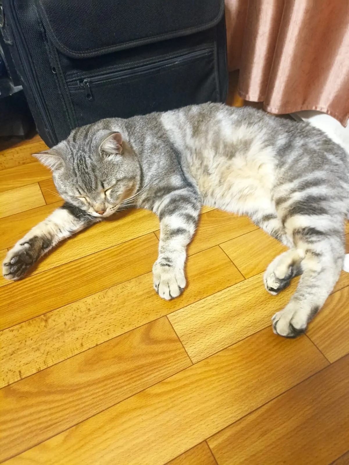 Found gray cat in Gvardeyskiy — identification photo, lost & found pet database Pathfinder