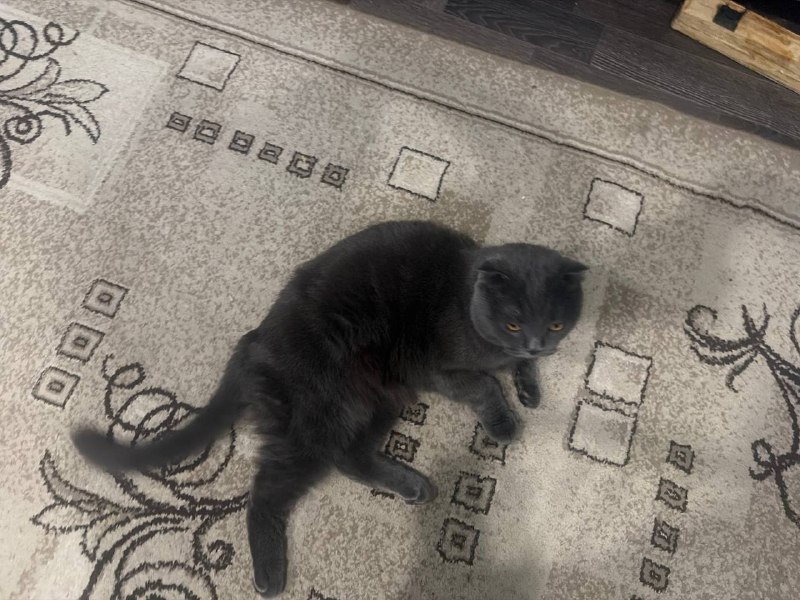 Lost gray cat, британская in Omsk — identification photo, lost & found pet database Pathfinder