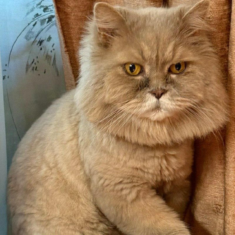 Lost cream cat, британец in Dubochki — identification photo, lost & found pet database Pathfinder