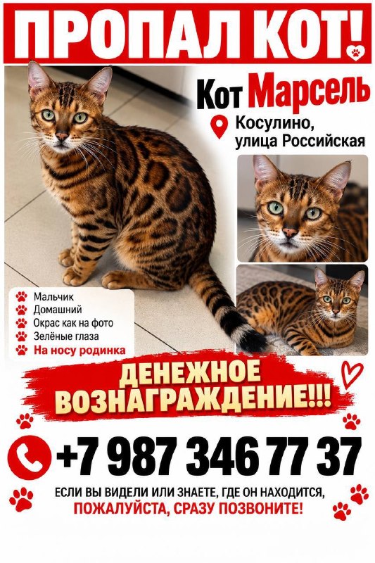 Lost brown cat, бенгальская in Kosulino — identification photo, lost & found pet database Pathfinder