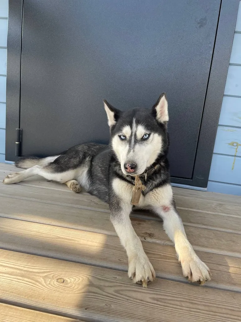 Found dog, хаски in Podolsk — identification photo, lost & found pet database Pathfinder