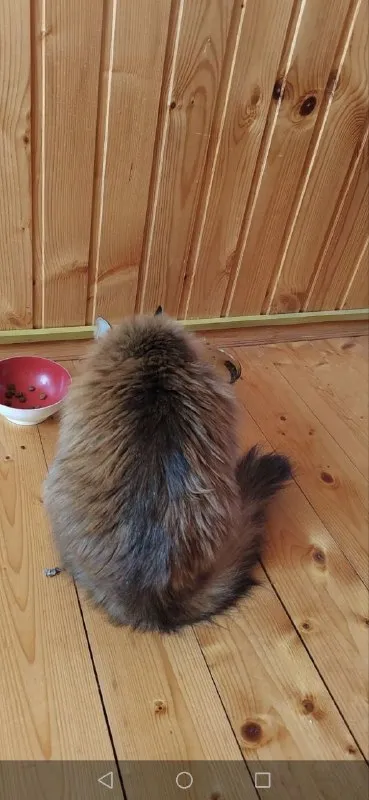 Lost brown cat in Lyubertsy — identification photo, lost & found pet database Pathfinder
