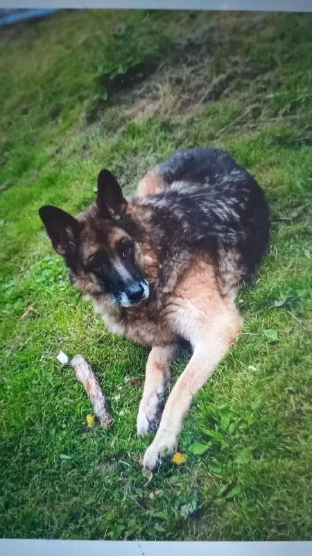 Lost brown dog, овчарка in Orekhovo Zuevo — identification photo, lost & found pet database Pathfinder