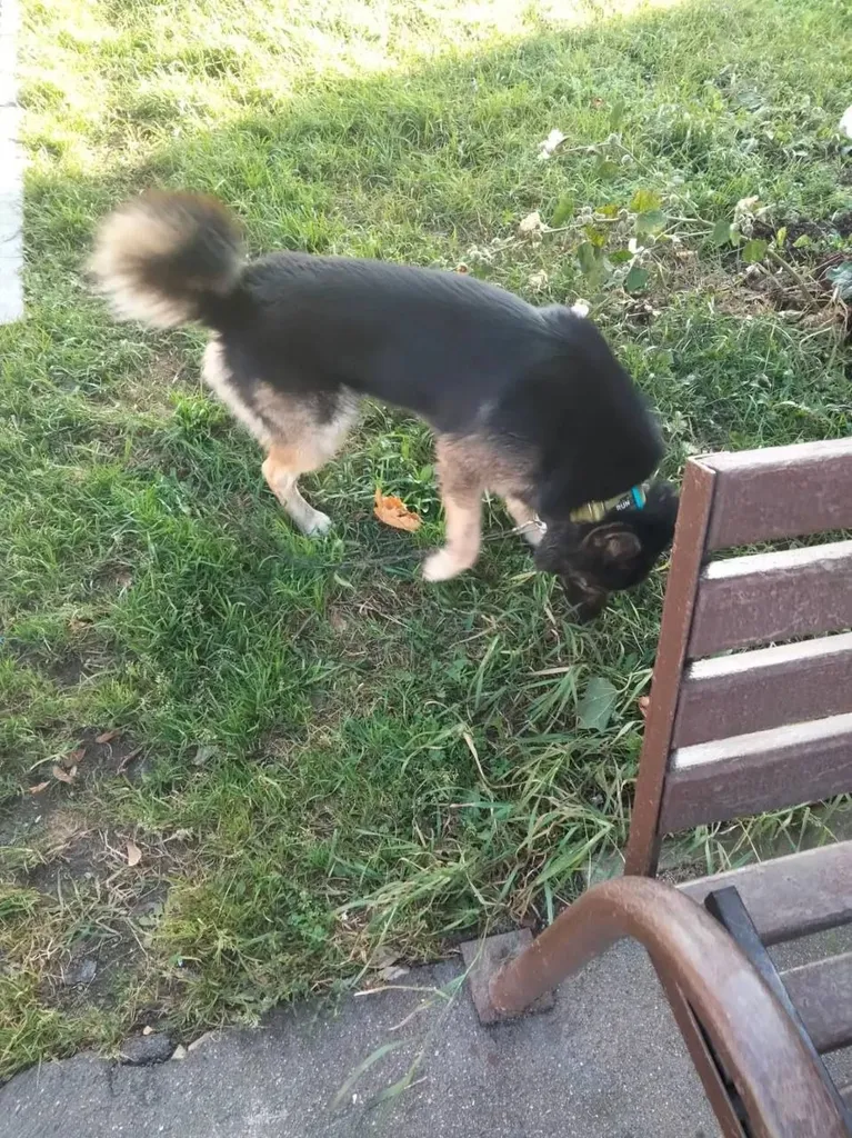 Found dog, метис in Krasnoznamensk — identification photo, lost & found pet database Pathfinder