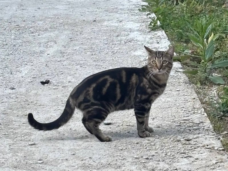 Lost gray cat in Odintsovo — identification photo, lost & found pet database Pathfinder