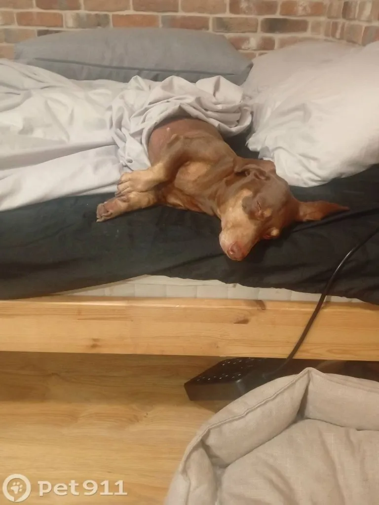 Lost dog, такса in Istra — identification photo, lost & found pet database Pathfinder