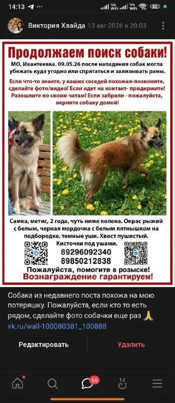 Lost ginger dog in Ivanteevka — identification photo, lost & found pet database Pathfinder