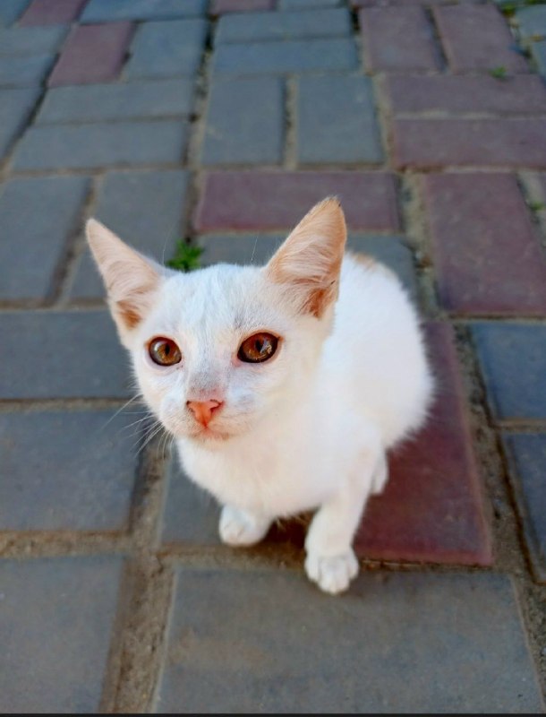 Adoptable white cat in Volzhskiy — identification photo, lost & found pet database Pathfinder