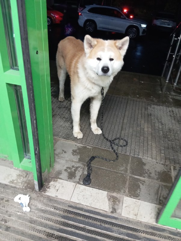 Found white dog in Dedovsk — identification photo, lost & found pet database Pathfinder