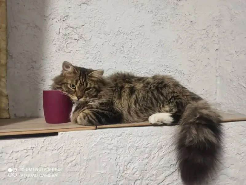 Lost cat in Mezenskoe — identification photo, lost & found pet database Pathfinder