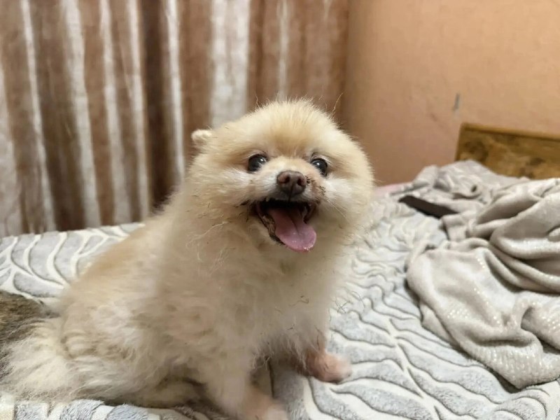 Lost cream dog, шпиц in Voskresensk — identification photo, lost & found pet database Pathfinder