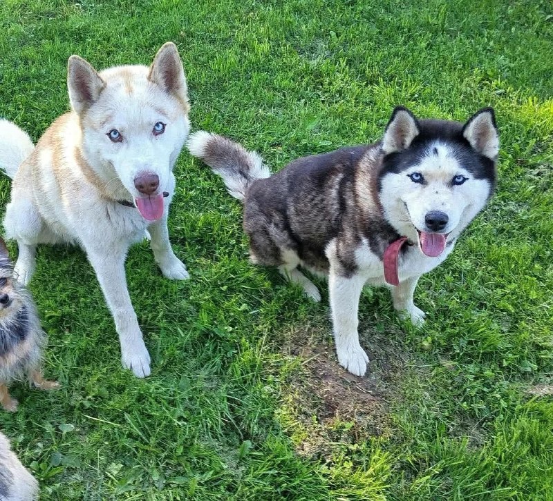 Lost white dog, хаски in Vnukovo — identification photo, lost & found pet database Pathfinder