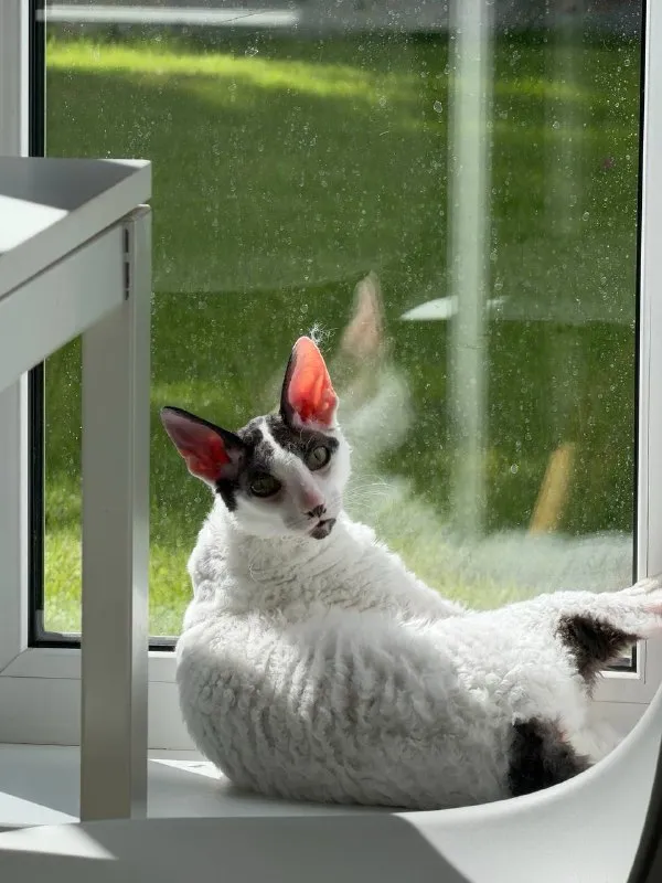 Lost white cat, корниш-рекс in Prokhladnyy — identification photo, lost & found pet database Pathfinder