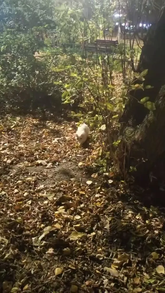 Found cat in Khimki — identification photo, lost & found pet database Pathfinder
