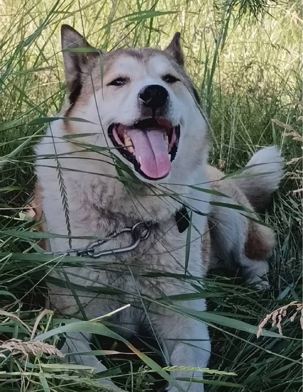 Lost white dog in Yekaterinburg — identification photo, lost & found pet database Pathfinder