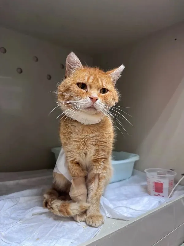 Adoptable ginger pet in Nizhny Novgorod — identification photo, lost & found pet database Pathfinder