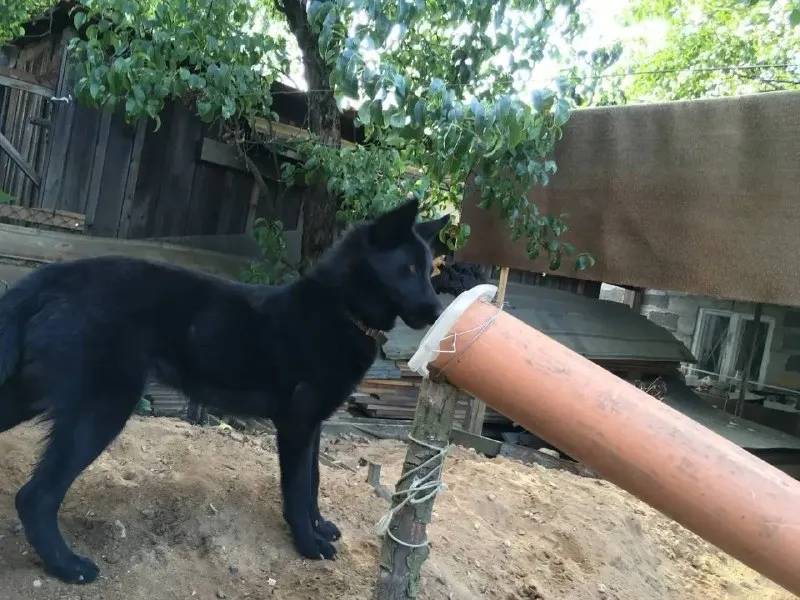Lost black dog, дворняжка in Kraskovo — identification photo, lost & found pet database Pathfinder