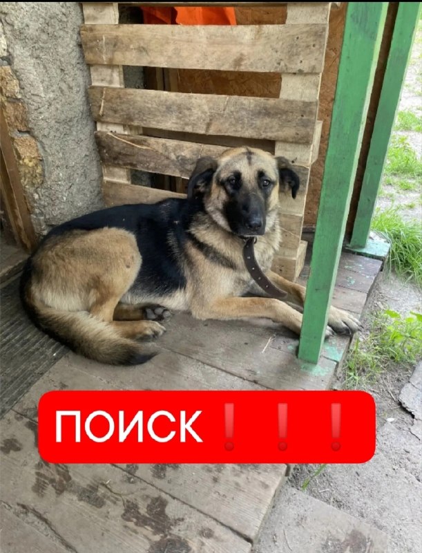 Lost ginger dog in Orekhovo Zuevo — identification photo, lost & found pet database Pathfinder