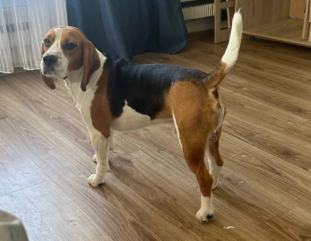 Lost dog, бигль in Sergiev Posad — identification photo, lost & found pet database Pathfinder