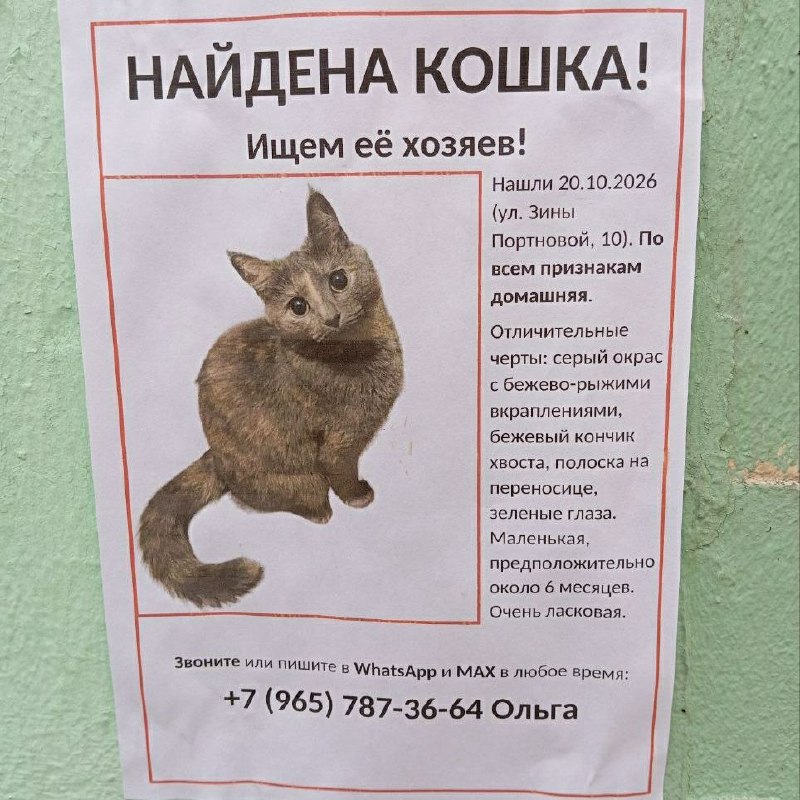 Found brown cat in Saint Petersburg — identification photo, lost & found pet database Pathfinder