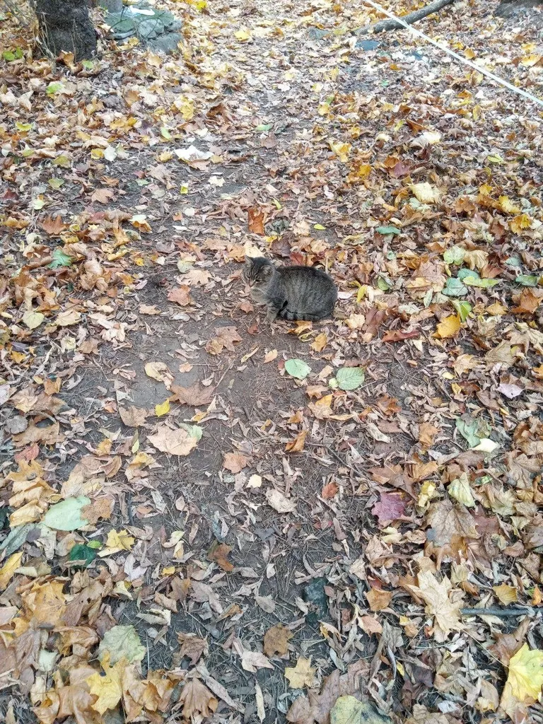 Found cat, метис in Zhukovskiy — identification photo, lost & found pet database Pathfinder