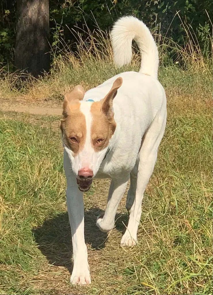 Lost dog, метис in Mytishchi — identification photo, lost & found pet database Pathfinder