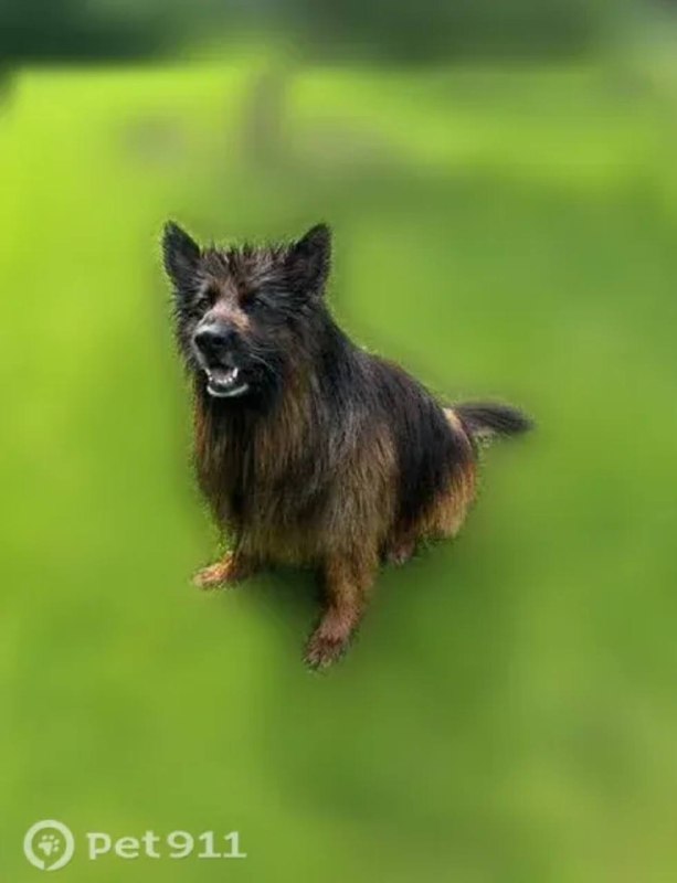 Lost brown dog, немецкая овчарка in Domodedovo — identification photo, lost & found pet database Pathfinder