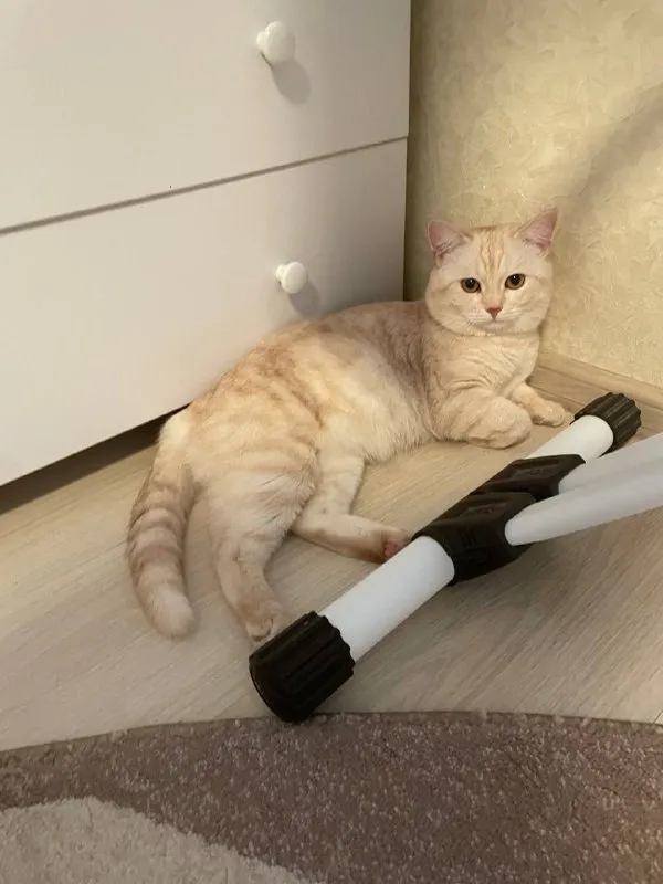 Lost cream cat in Ramenskoe — identification photo, lost & found pet database Pathfinder