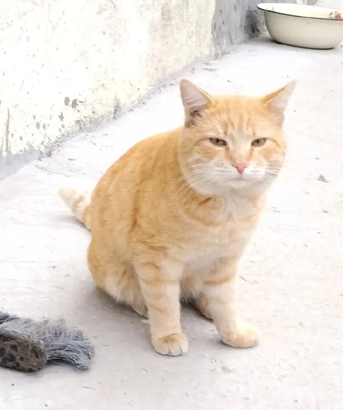 Adoptable ginger cat in Volgograd — identification photo, lost & found pet database Pathfinder